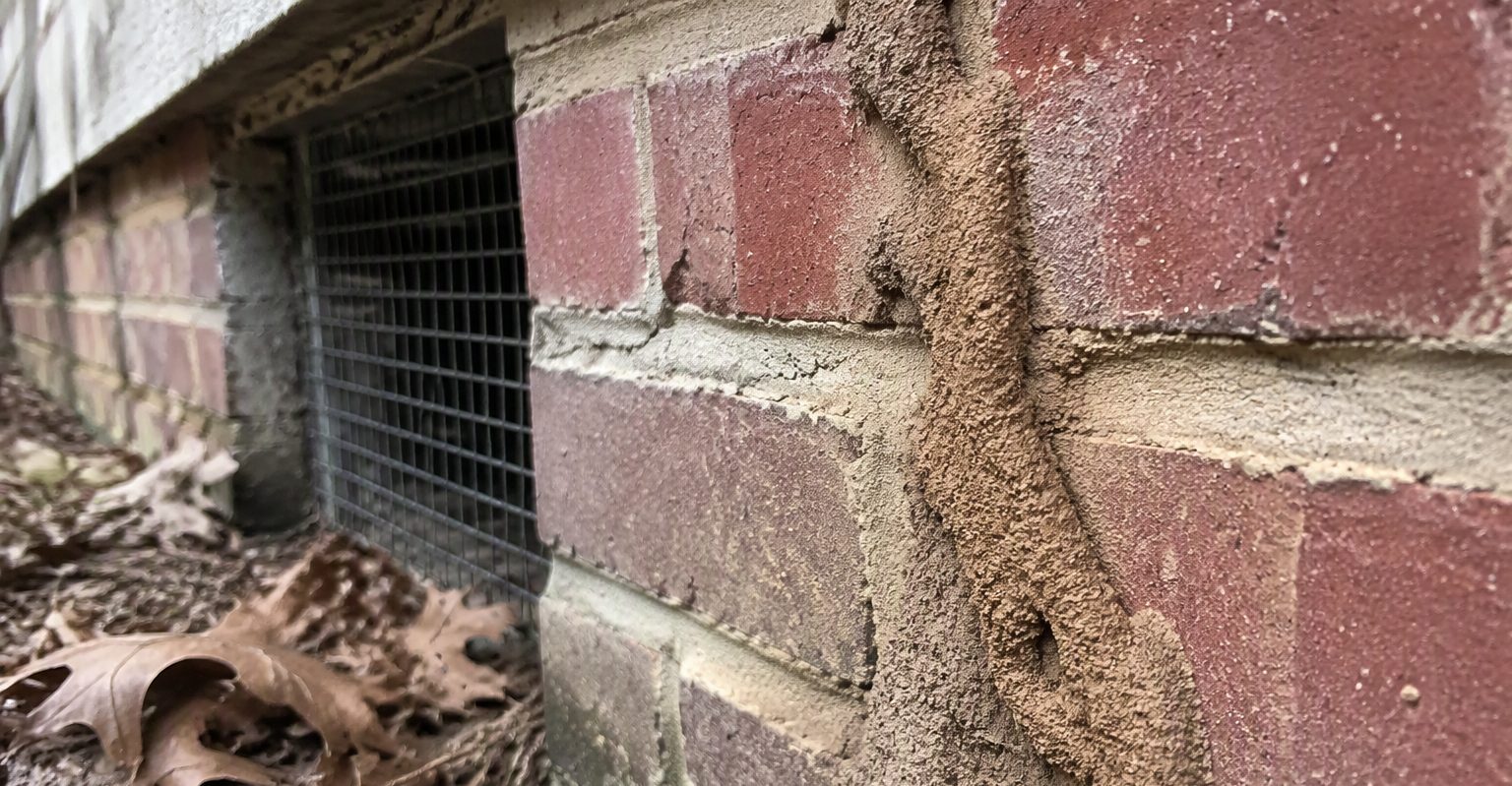 Termite mud tubes climbing a brick foundation wall